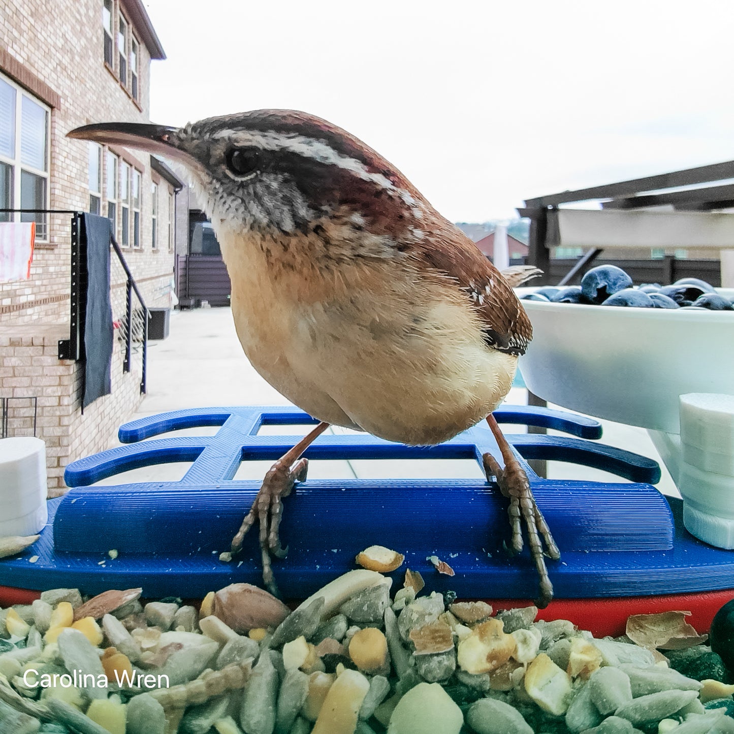 Double Perch + Speed Bump for Bird Buddy