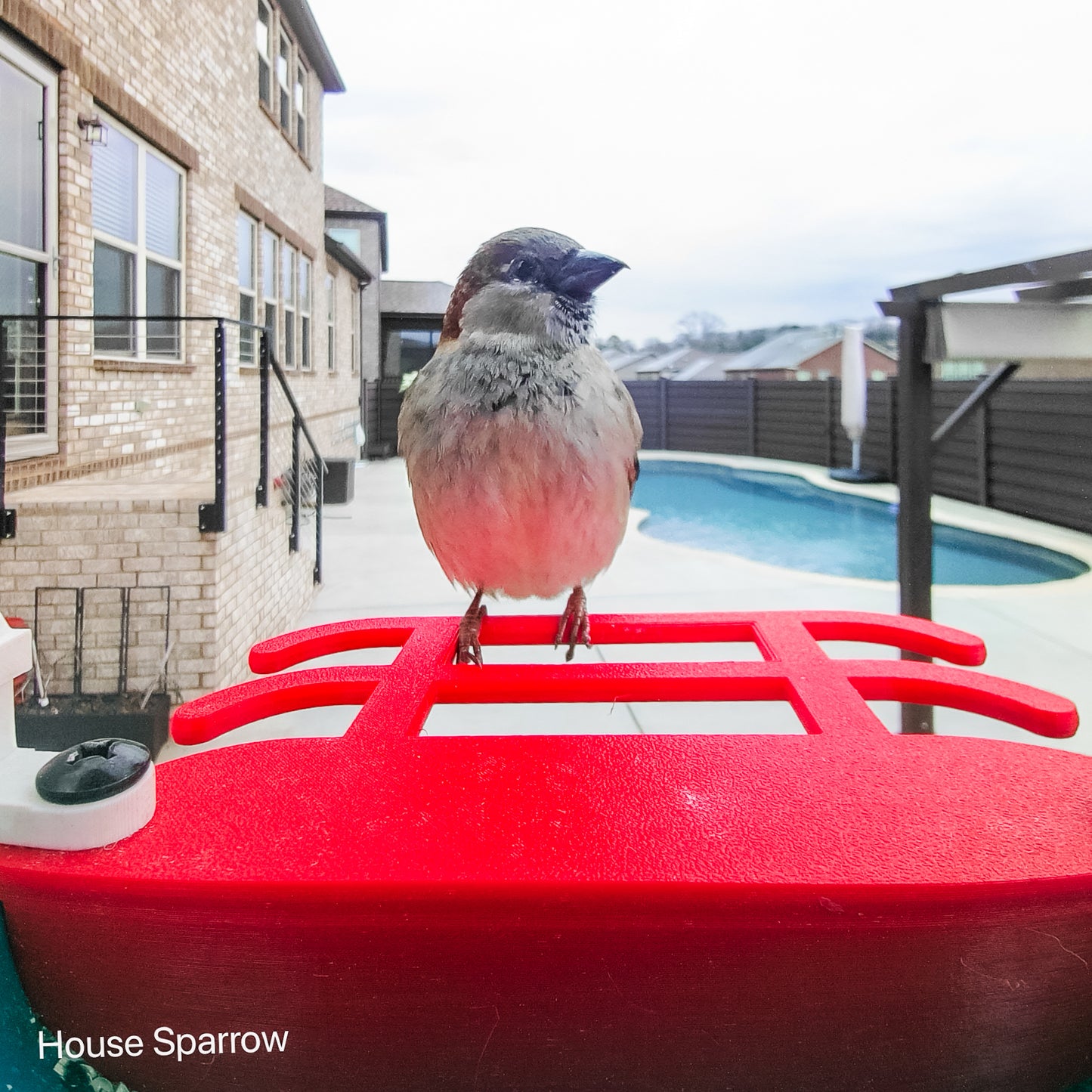 Integrated Double Perch for Bird Buddy