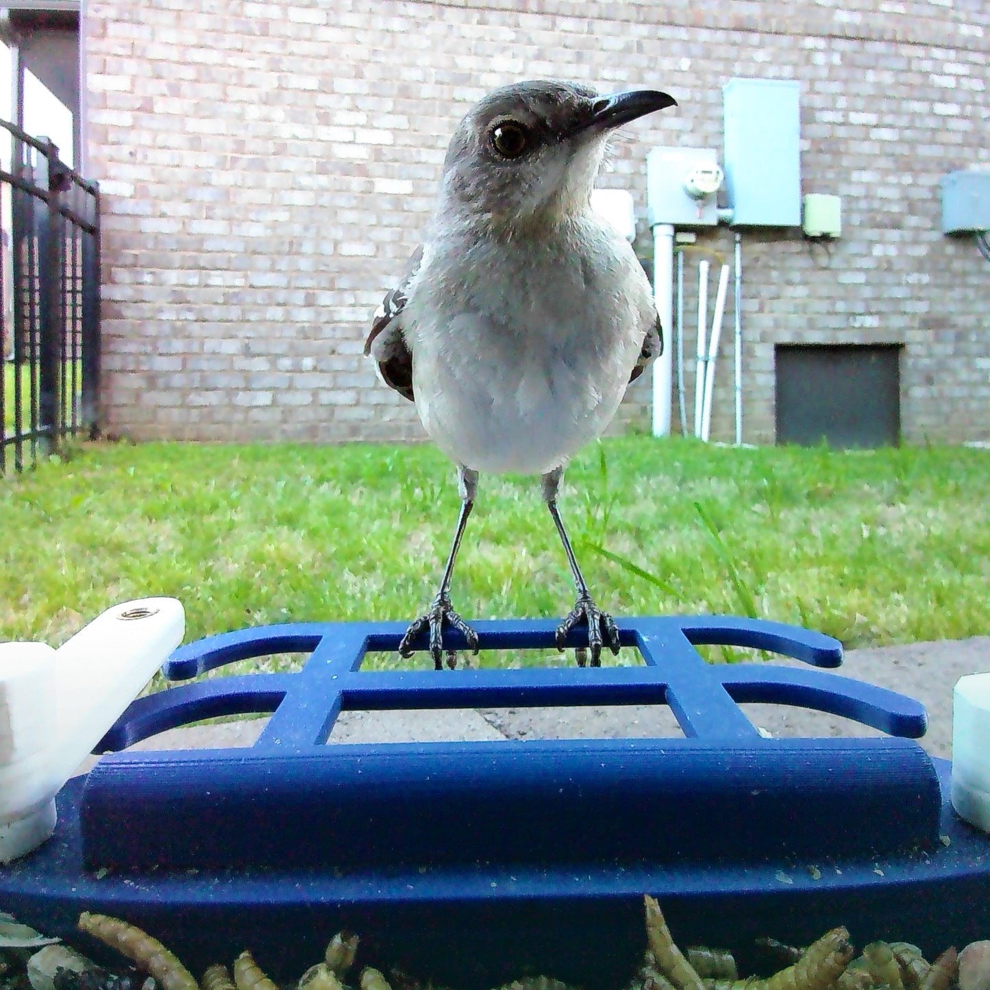 Integrated Double Perch for Bird Buddy