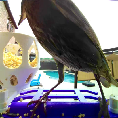 Suet Feeder Cup for Bird Buddy